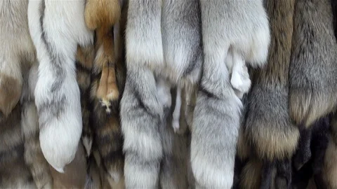 Fluffy skins as a background. Stock Footage 127057875