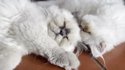 Fluffy sleeping pets, white Persian cats relaxing on the floor, purring cats Stock Footage 303369382