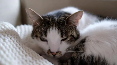 Fluffy sleepy cat lying on a blanket Stock Footage 320468083