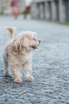 Fluffy small dog walking on cobblestone street Foto stock