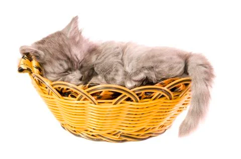 Fluffy small kitten Stock Photos