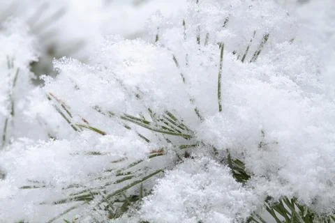 Fluffy snow covers a pine branch Stock Photos
