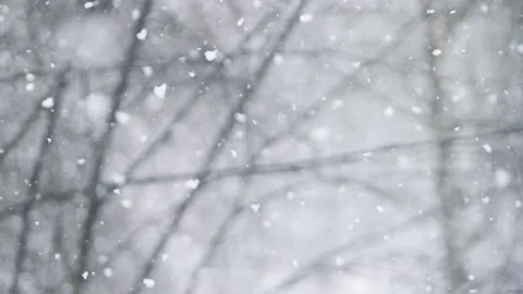 Fluffy snow falls in flakes through the bare branches of trees Stock Footage 167692349