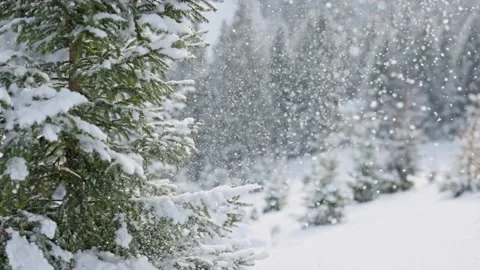Fluffy snow falls from the spruce and fly in the air. Winter snowy background Stock Footage 197370104