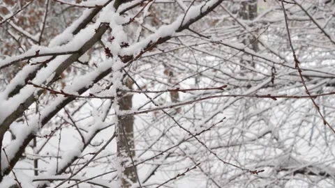Fluffy snow Stock Footage 228972500