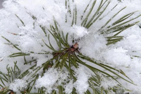 Fluffy snow on a pine branch Stock Photos
