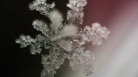 Fluffy snowflake purple rays Stock Footage 60563676