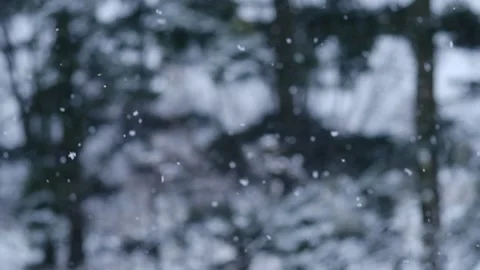 Fluffy snowflakes fly, whirl in wind. Winter fairy tale, trees in snow captivity Stock Footage 144737812