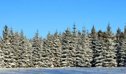Fluffy snwo on pine trees on a clear winter morning Fotos de archivo