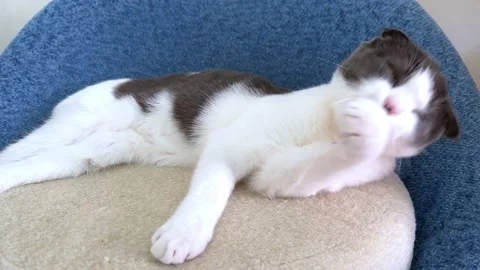 Fluffy soft cat lying down on a chair at home, he is licking his fur Stock Footage 225699324