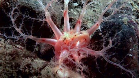 Fluffy soft coral underwater on seabed of White Sea. Stock Footage
