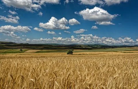Fluffy soft white clouds on a deep blue sky above golden yellow wheat fields Stock Photos