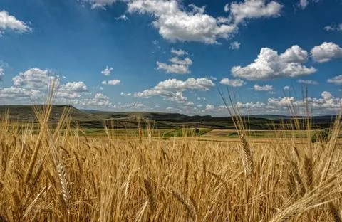 Fluffy soft white clouds on a deep blue sky above golden yellow wheat fields Stock Photos