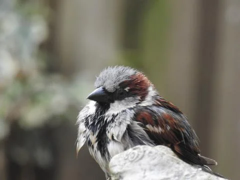 Fluffy sparrow Stock Photos