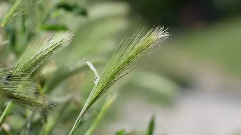 Fluffy spikelet sways in the wind close-up Stock Footage 111279873
