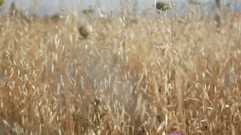 Fluffy spikelets of dry grass in a field Stock Footage 136574484