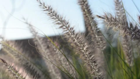 Fluffy spikelets stir in the wind in the rays of sunset. soft selective focus 스톡 동영상 151189667