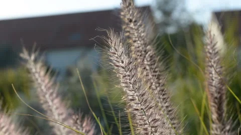 Fluffy spikelets stir in the wind in the rays of sunset. soft selective focus Vidéo 151189670