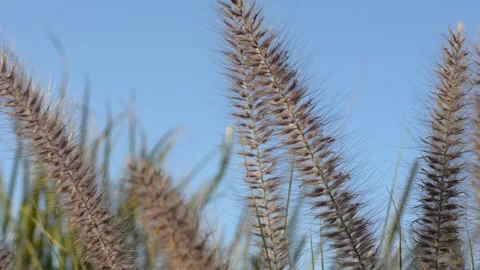 Fluffy spikelets stir in the wind in the rays of sunset. soft selective focus Vidéo 151189683