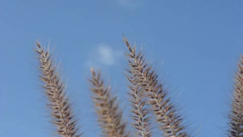 Fluffy spikelets stir in the wind in the rays of sunset. soft selective focus Vidéo 151189689