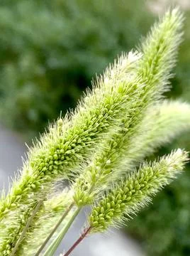 Fluffy Spikes Of Grass Stock Photos