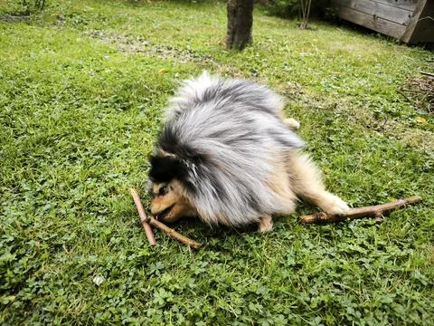 Fluffy Spitz playing with sticks on grass Stock Photos