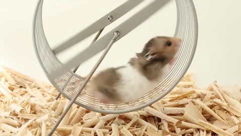 The fluffy, spotted rodent runs quickly and stops in the wheel. The life of pets Stock Footage 244729021
