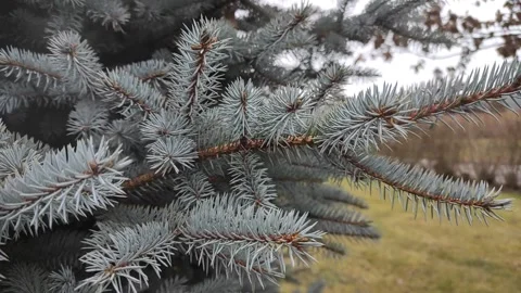Fluffy spruce branch in the wind Stock Footage 230263449