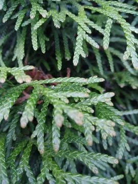 Fluffy spruce branches. Stock Photos