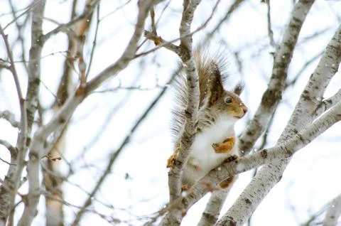 Fluffy squirrel and light, delicate snowflakes, early winter morning... Stock Photos