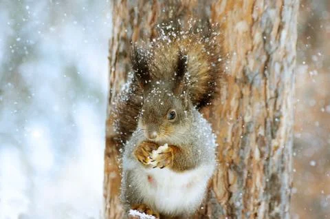 Fluffy squirrel and light, delicate snowflakes, early winter morning... Stock Photos