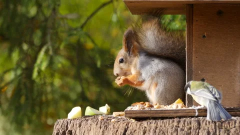 Fluffy squirrel in the autumn park. Video stock 255259076