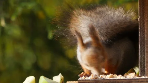 Fluffy squirrel in the autumn park. Vídeos de archivo 255259231