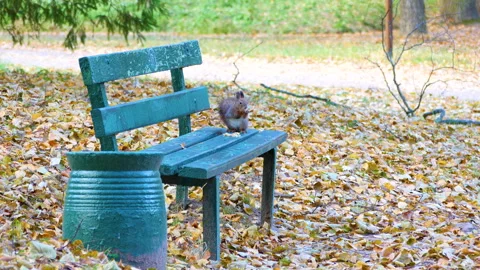Fluffy squirrel in the autumn park. 스톡 동영상 256077564