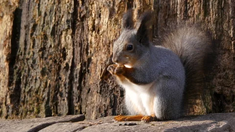Fluffy squirrel in the autumn park. Stock-Footage 259273471