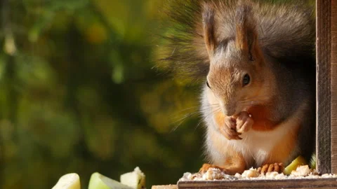 Fluffy squirrel in the autumn park. Vidéo 259273620