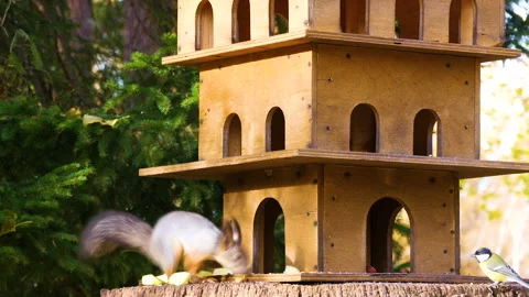 Fluffy squirrel in the autumn park. Vídeo Stock 259274276