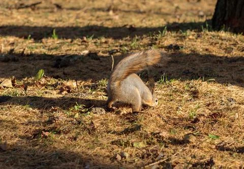 A fluffy squirrel buries nuts in a clearing. Stock Photos