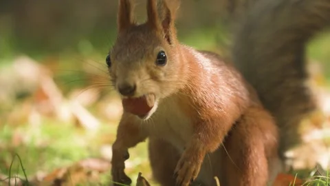 Fluffy squirrel checking hazelnuts in the autumn forest while rotating its paws Video stock 285922800