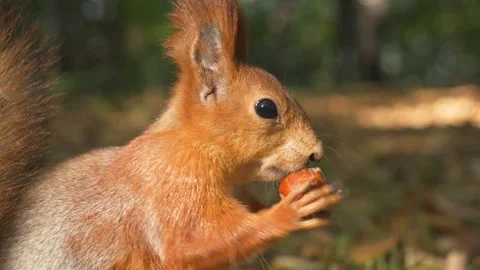 A fluffy squirrel checks a hazelnut in a autumn forest and jumps to bury it Video stock 285922614