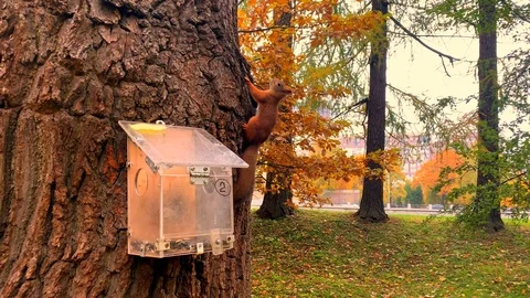 Fluffy squirrel climbs up a large tree Stock-Footage 118044997
