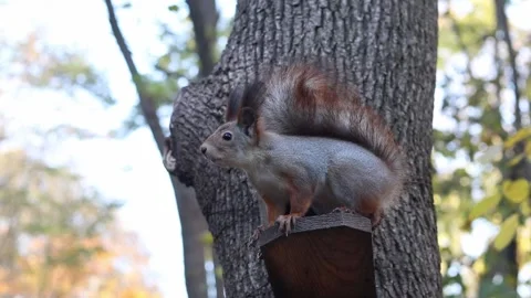 Fluffy squirrel close-up. Squirrel sitting on a feeder in the park Stock Footage 322997519