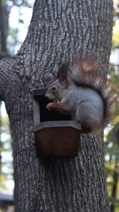 Fluffy squirrel close-up. Squirrel sitting on a feeder in the park Stock Footage 322997520