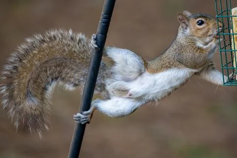 Fluffy Squirrel Eating Stockfoto's