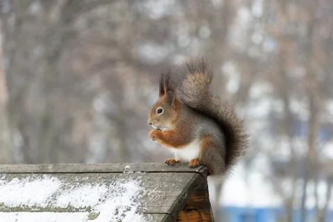 Fluffy squirrel eats nuts sitting on the roof in winter. Stock Photos