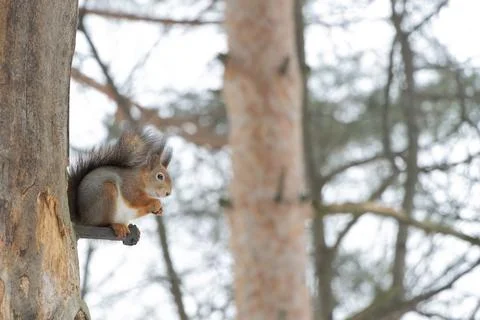 Fluffy squirrel eats nuts sitting on the wood in winter. Stock Photos