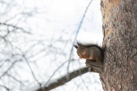 Fluffy squirrel eats nuts sitting on the wood in winter. Stock Photos