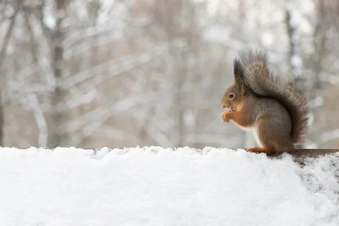 Fluffy squirrel eats nuts sitting on the roof in winter. Stock Photos