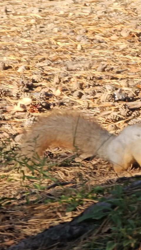 Fluffy squirrel explores dry earth and green plants Stock Footage 347674287