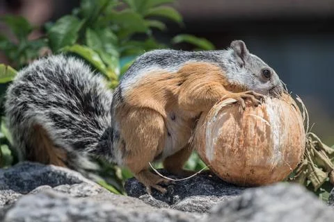 Fluffy squirrel with fluffy tail stands on its hind legs Stock Photos